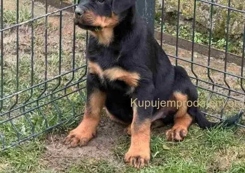 Na prodaju štenad Rottweilera vrhunskog porekla - 3/5