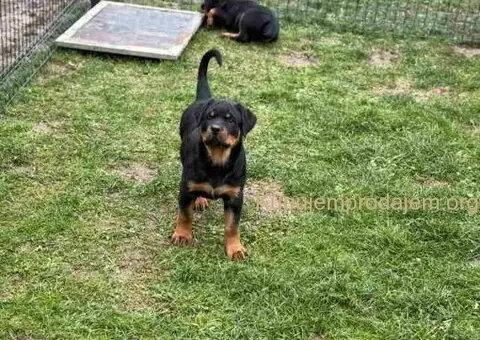Na prodaju štenad Rottweilera vrhunskog porekla - 4/5