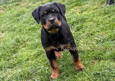 Na prodaju štenad Rottweilera vrhunskog porekla - 5/5