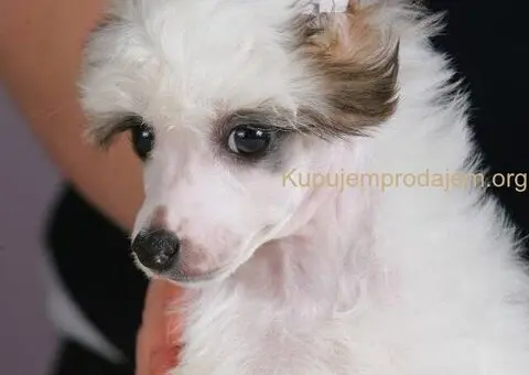 Kineski ćubasti pas štenci - 1/8