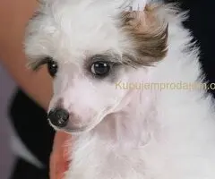 Kineski ćubasti pas štenci