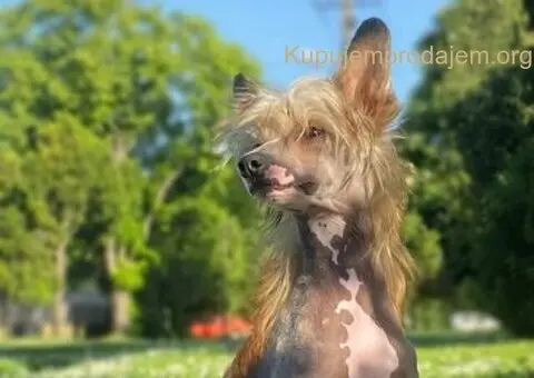 Kineski ćubasti pas štenci - 2/8