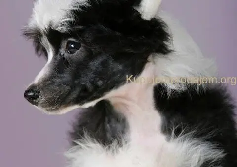 Kineski ćubasti pas štenci - 3/8