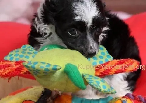 Kineski ćubasti pas štenci - 4/8