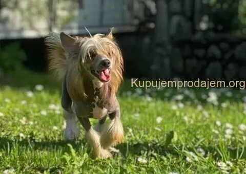 Kineski ćubasti pas štenci - 5/8