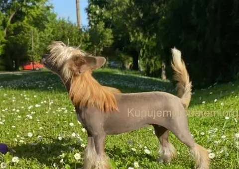 Kineski ćubasti pas štenci - 6/8