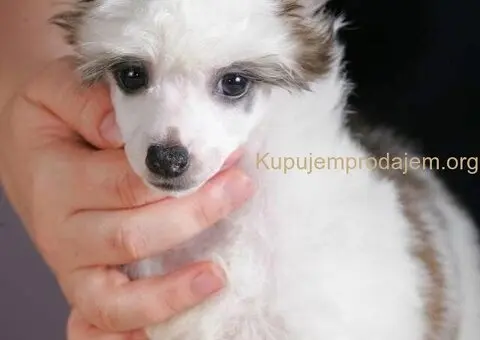 Kineski ćubasti pas štenci - 7/8
