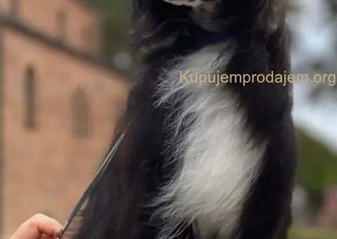 Kineski ćubasti pas štenci - 8/8