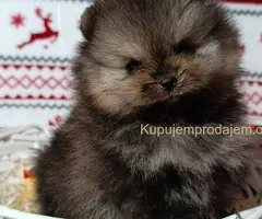 Pomeranac PRELEPI štenci