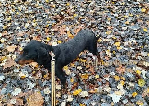 Pas se poklanja - 2/7