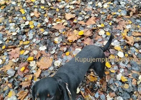 Pas se poklanja - 3/7