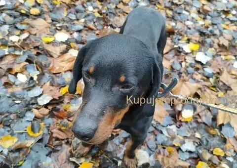 Pas se poklanja - 5/7