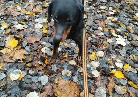 Pas se poklanja - 6/7