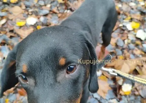 Pas se poklanja - 7/7