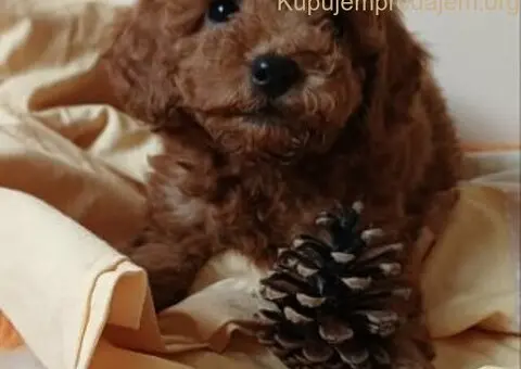 Toy Pudla štenci - 3/4