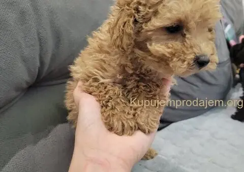 Toy Pudla štenci - 4/4