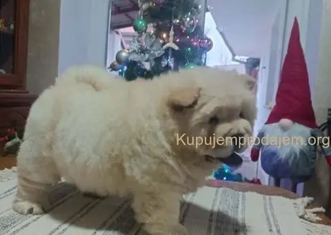 Na prodaju jedna devocica chow chow stara 50 dana - 1/7