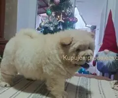 Na prodaju jedna devocica chow chow stara 50 dana