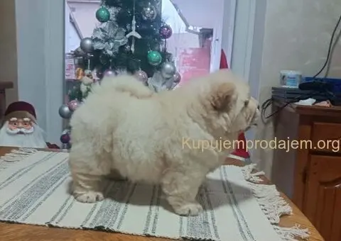 Na prodaju jedna devocica chow chow stara 50 dana - 2/7