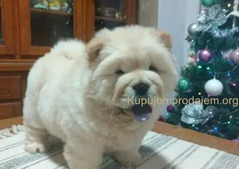 Na prodaju jedna devocica chow chow stara 50 dana - 3/7