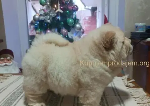 Na prodaju jedna devocica chow chow stara 50 dana - 4/7