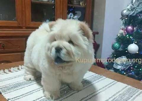 Na prodaju jedna devocica chow chow stara 50 dana - 5/7