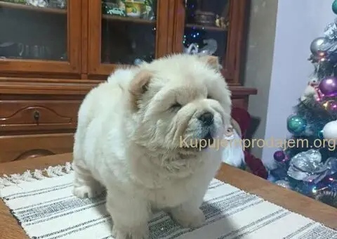 Na prodaju jedna devocica chow chow stara 50 dana - 6/7