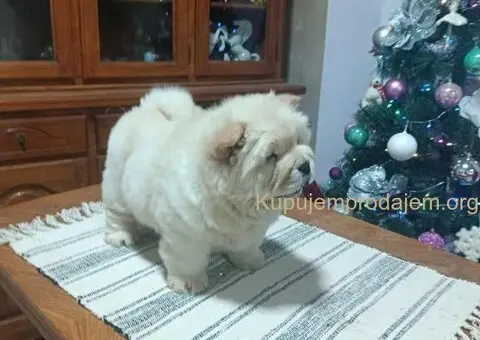 Na prodaju jedna devocica chow chow stara 50 dana - 7/7