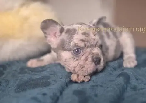 Francuski buldog štenci - Merle i Lilac - 1/4