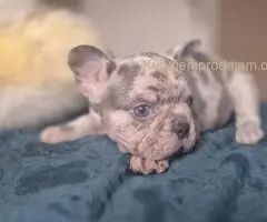 Francuski buldog štenci - Merle i Lilac