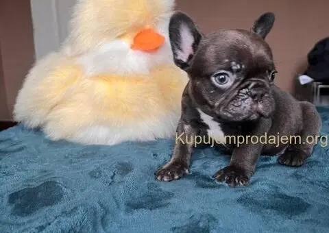 Francuski buldog štenci - Merle i Lilac - 2/4
