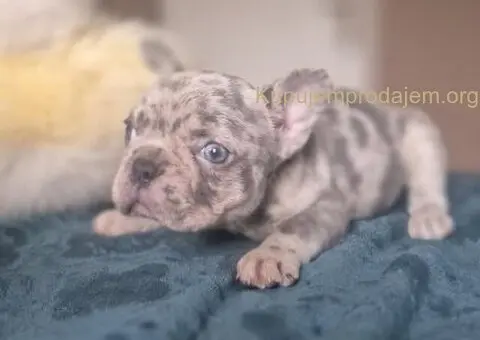 Francuski buldog štenci - Merle i Lilac - 3/4