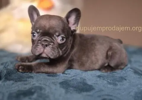 Francuski buldog štenci - Merle i Lilac - 4/4