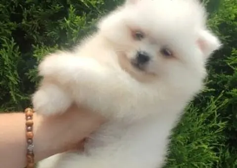 Pomeranac PRELEPI štenci - 1/13