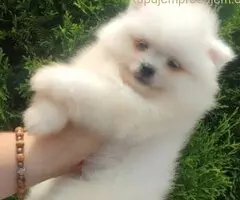 Pomeranac PRELEPI štenci