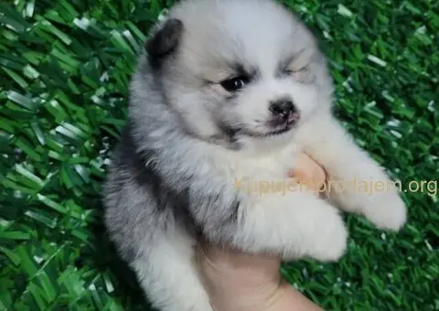 Pomeranac PRELEPI štenci - 2/13