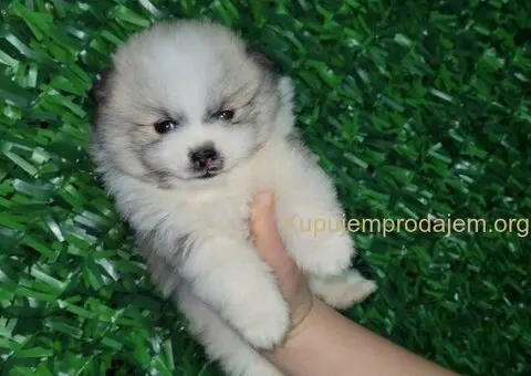 Pomeranac PRELEPI štenci - 3/13