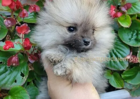 Pomeranac PRELEPI štenci - 4/13