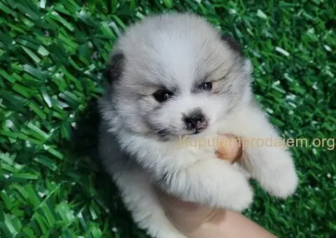 Pomeranac PRELEPI štenci - 5/13