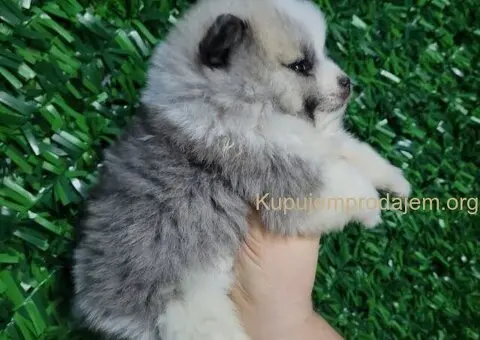 Pomeranac PRELEPI štenci - 6/13