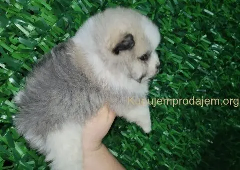 Pomeranac PRELEPI štenci - 7/13