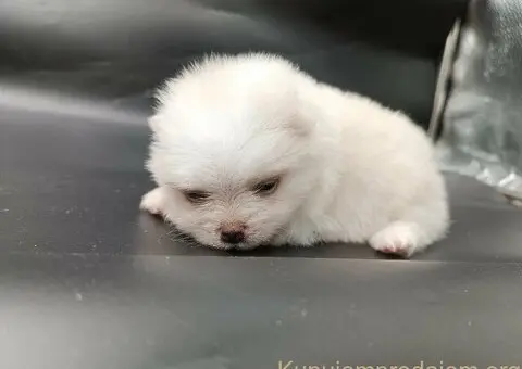 Pomeranac PRELEPI štenci - 8/13