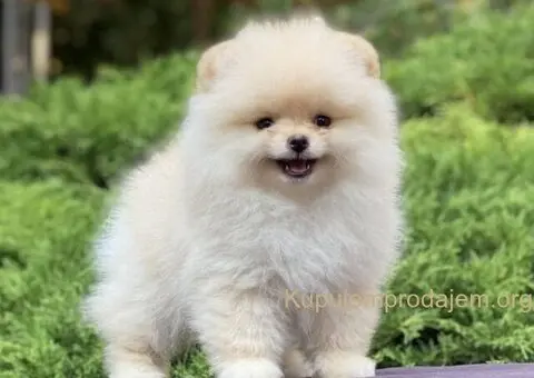 Pomeranac PRELEPI štenci - 9/13