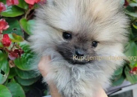 Pomeranac PRELEPI štenci - 10/13