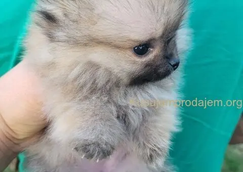 Pomeranac PRELEPI štenci - 11/13