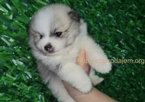 Pomeranac PRELEPI štenci - 12/13