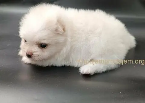 Pomeranac PRELEPI štenci - 13/13