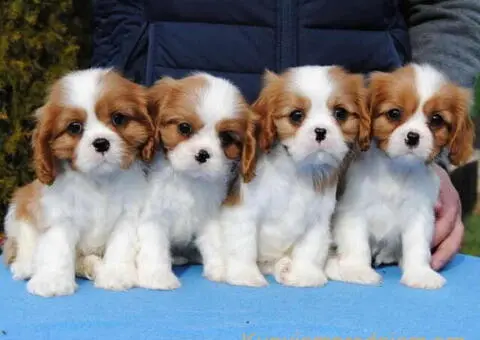 Dostupni štenci Cavalier King Charles spanijela