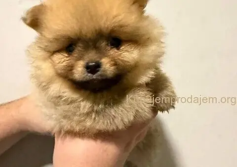 Na prodaju stenci pomeranca