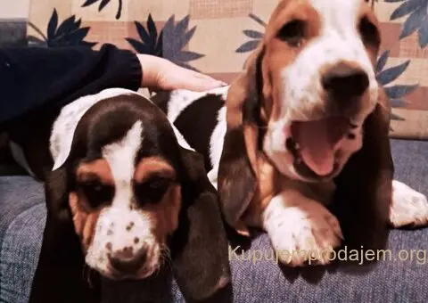 U ponudi kučići Baseta - 1/5